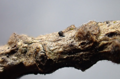Lophium mytilinum