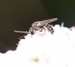 Halictus tripartitus