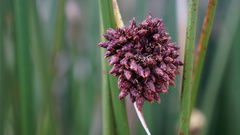 Schoenoplectus californicus