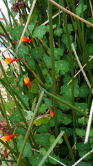 Tropaeolum tuberosum