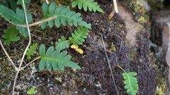 Pleopeltis pycnocarpa