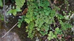 Adiantum poiretii