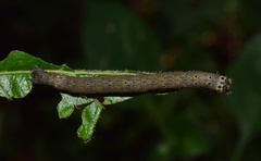 Meliaba pelopsalis