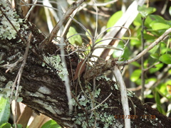 Tillandsia recurvata