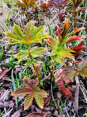 Filipendula palmata