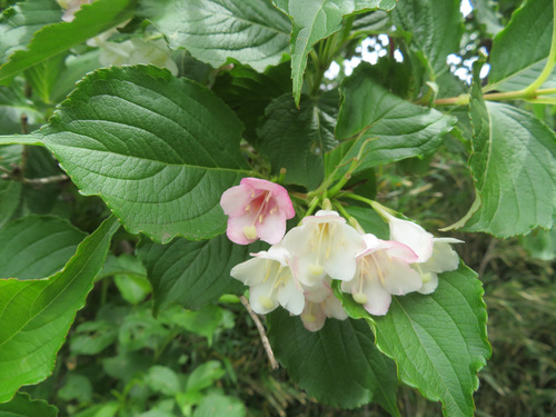 Image of Weigela coraeensis by (c) Marco Mussita, some rights reserved (CC BY)