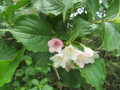 Weigela coraeensis