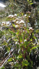 Ageratina glechonophylla