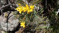 Senna punoensis