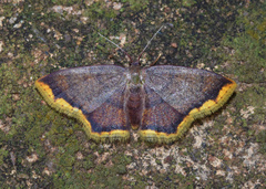 Chrysocraspeda leighata