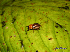 Cyclocephala complanata
