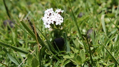 Stevia macbridei