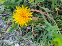 Taraxacum