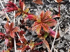 Filipendula palmata