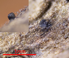 Lophium mytilinum