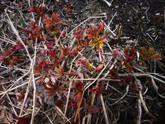 Filipendula palmata