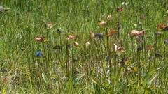 Commelina fasciculata