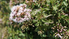 Ageratina pentlandiana