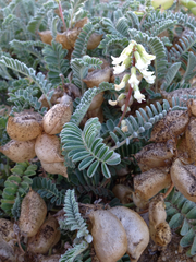 Astragalus nuttallii