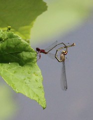 Enallagma dubium