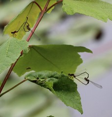 Enallagma dubium