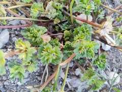 Lamium amplexicaule
