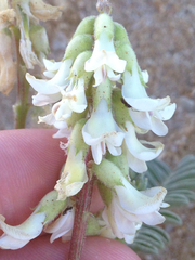 Astragalus nuttallii