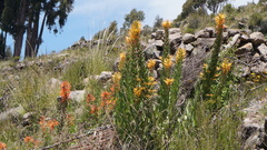 Siphocampylus apricus