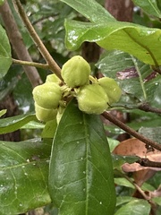 Acronychia pubescens