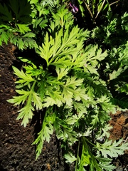 Artemisia vulgaris kamtschatica