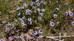 Verbena hispida
