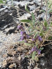 Phacelia austromontana
