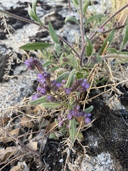 Phacelia austromontana