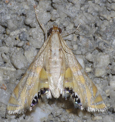 Petrophila daemonalis