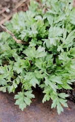 Artemisia vulgaris kamtschatica