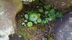 Peperomia peruviana