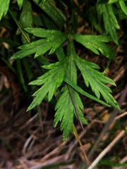 Artemisia vulgaris kamtschatica
