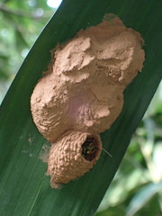 Macromerella honesta