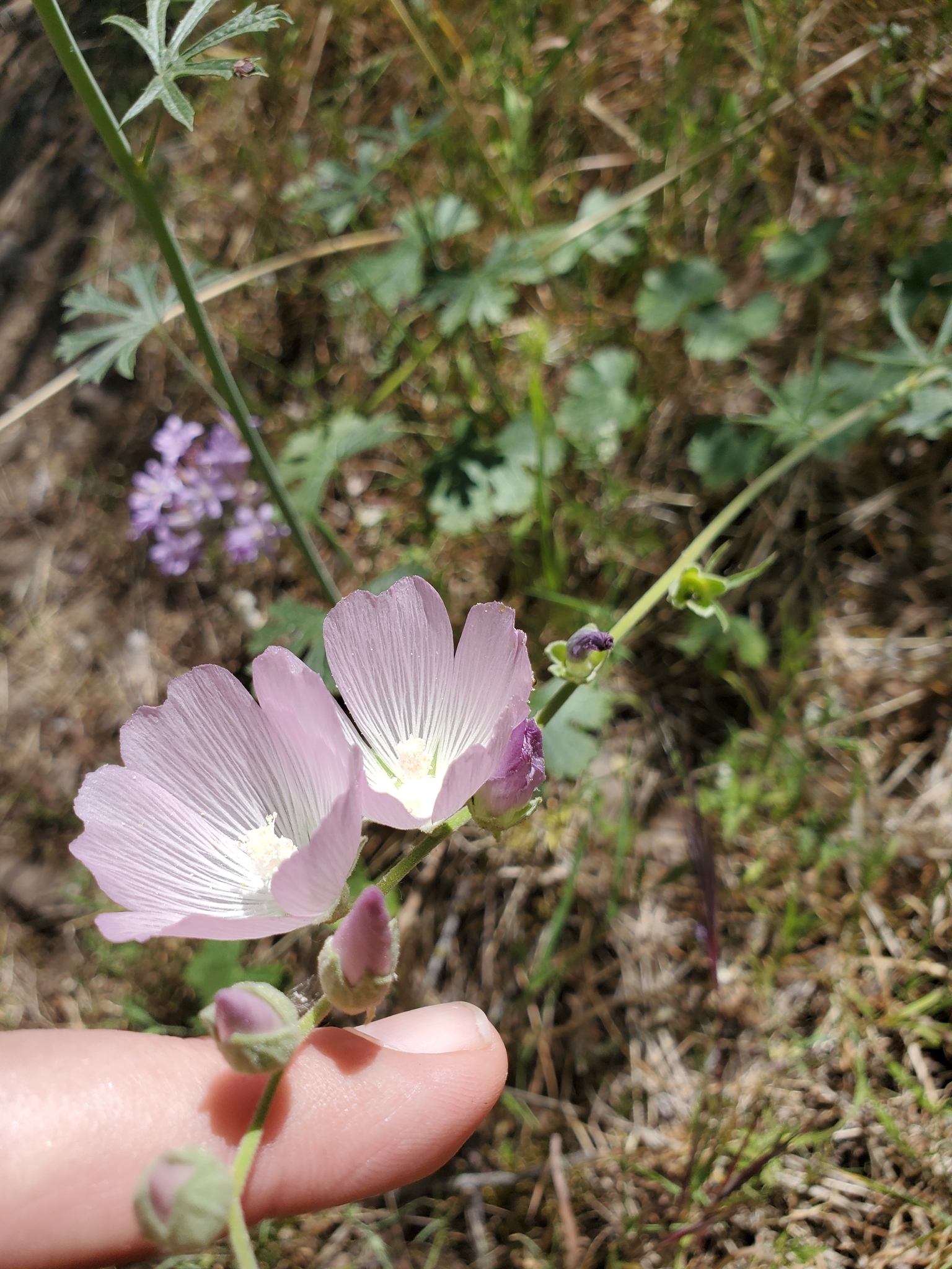 Sidalcea robusta