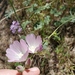 Sidalcea robusta - Photo 由 Rob Irwin 所上傳的 (c) Rob Irwin，保留部份權利CC BY-NC