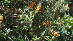 Buddleja coriacea