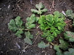 Heracleum sosnowskyi