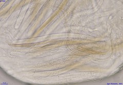 Lophium mytilinum