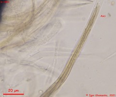 Lophium mytilinum