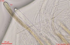 Lophium mytilinum