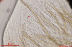 Lophium mytilinum