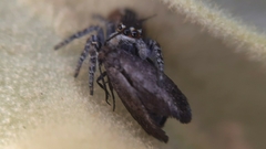 Philaeus chrysops