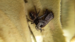 Philaeus chrysops
