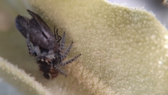Philaeus chrysops