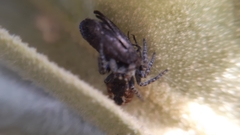 Philaeus chrysops